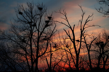 Great Blue Heron Rookery at Sunset