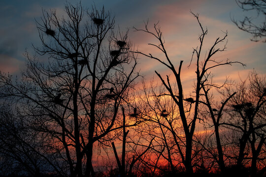 Great Blue Heron Rookery at Sunset © Rob Schultz