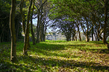 Fototapeta na wymiar 神社へと続く森の小道