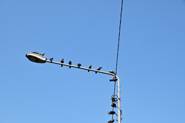 Pigeons perched on electric wires with white cloud and blue sky background at Thailand.