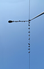 Pigeons perched on electric wires with white cloud and blue sky background.