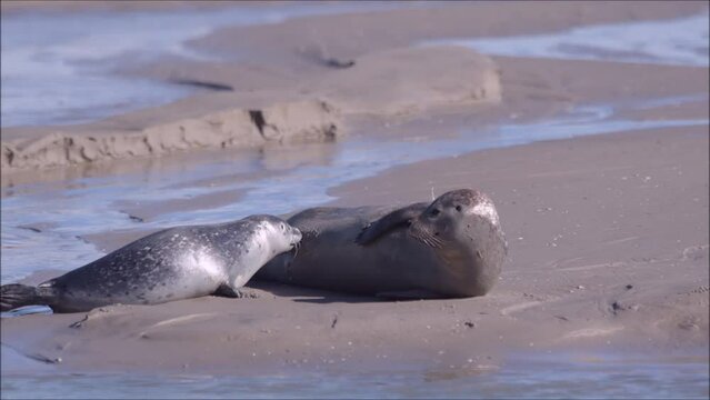 La t&eacute;t&eacute;e du b&eacute;b&eacute; phoque