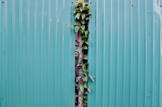 Green Tree and leaf ivy on iron pole between the green galvanized sheet walls background.