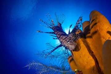 An invasive red lionfish in the Caribbean sea lurks in among coral and sponge that makes up the...