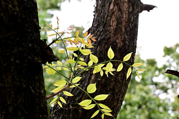 Closeup of Green Small Tree grew up from a large tree in the park with nature background.