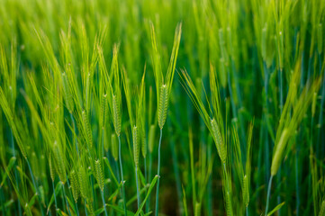 Fototapeta na wymiar 麦畑の春