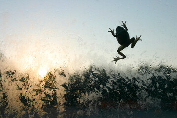 Fototapeta na wymiar Small frog climbing up a wet glass window, backlit, view from inside evening