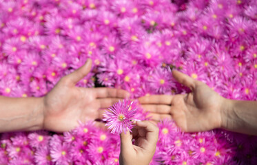 Father mother and child holding hands together near pink asters flowers. Gesture sign of support and love, unity togetherness family. Parents hands on violet chamomile background.