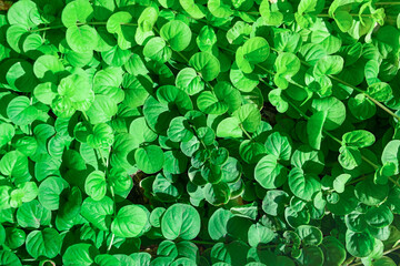 Full Frame Green plant leaves foliage nature background, top view. Fresh garden abstract foliage