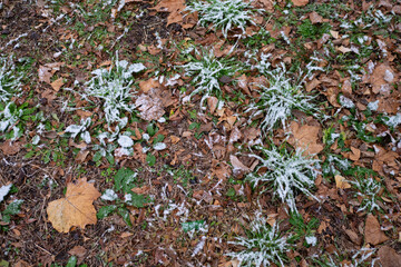 Frozen grasses on the ground