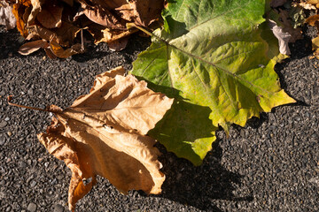Dried leaves on the ground