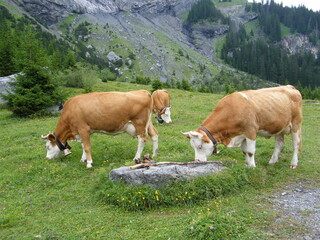 Fototapeta na wymiar スイスアルプスの牛たち Alpen Cow