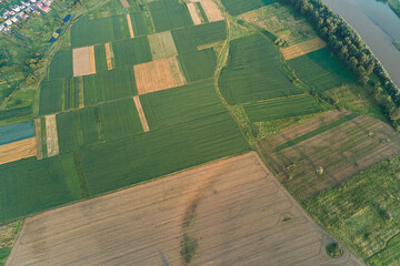 Fototapeta premium Aerial landscape view of green and yellow cultivated agricultural fields with growing crops on bright summer day