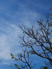 Trees in the garden of Thailand