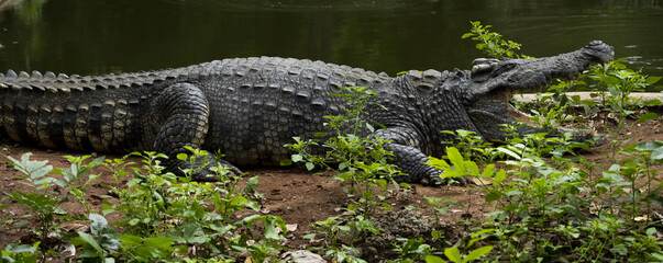 crocodile dans un parc zoologique en Thaïlande