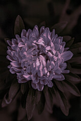 close up of a flower