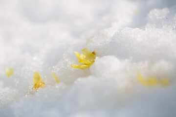 雪上の花びら