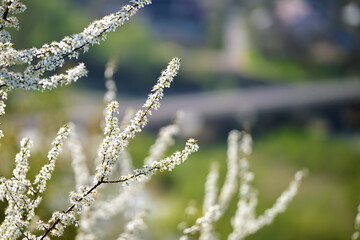 Twigs of cherry tree with white blossoming flowers in early spring