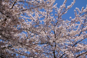 桜クローズアップ（染井吉野）