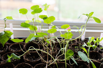 Nasturtium plant seedlings 