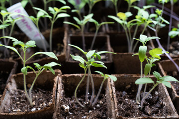 Tomato plants in the greenhouse