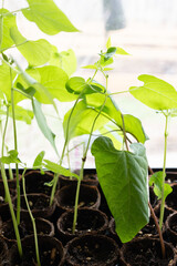 Scarlet Runner Bean plant
