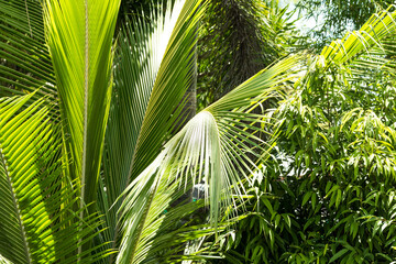 Naklejka na ściany i meble Beautiful tropical trees illuminated by diffused sunlight. 