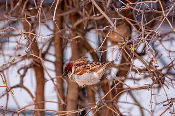 Sparrows on a warm, springtime, sunny day!