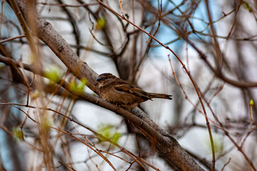 Sparrows on a warm, springtime, sunny day!