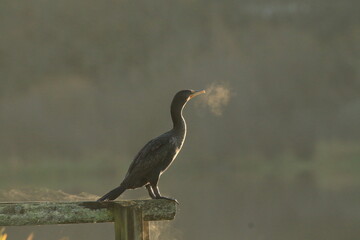 One Double-crested Cormorant on a wooden railing on a cold morning with visible breath
