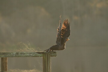 One Double-crested Cormorant taking off from a steaming wooden railing on a cold morning