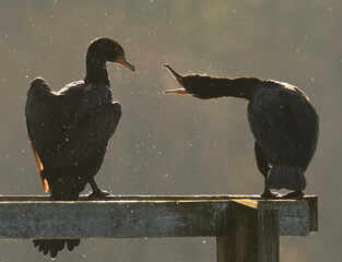 Double-crested Cormorant yelling at another one that just landed on a railing