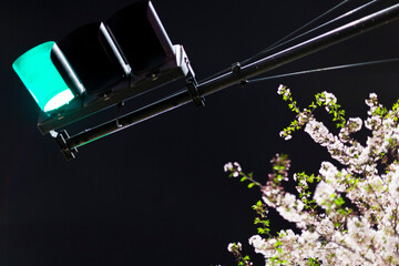 夜桜と信号機