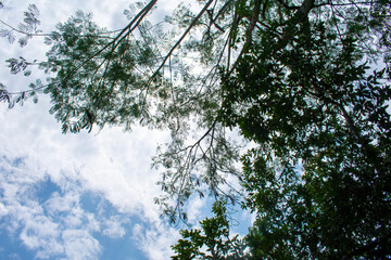 Cielo y árboles