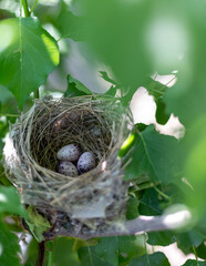 Eggs in a bird nest on a tree