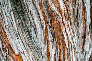 Textura árbol Villavieja