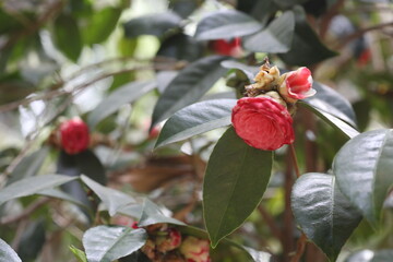 Closeup pink and white camilia 