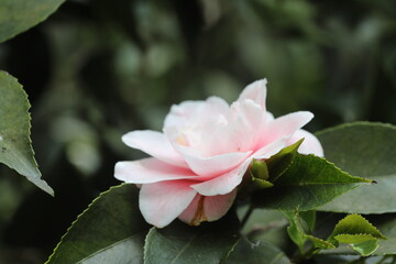 Closeup pink camellia 