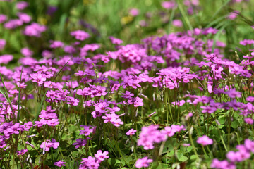 イモカタバミの花