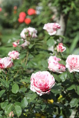 Pink and white roses outdoors in garden