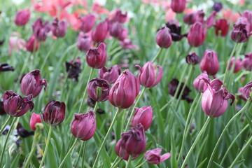 Purple tulips outdoors in garden