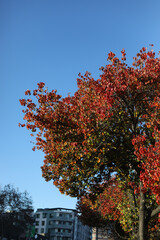 Fototapeta na wymiar Autumn colored tree against a blue sky