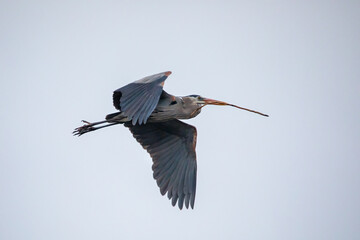 Obraz premium Great Blue Heron Carrying Stick to Build Nest
