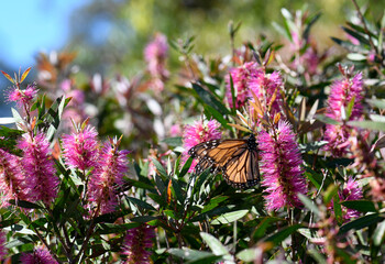 Colorful Australian garden background with a Monarch butterfly feeding on nectar of a vibrant pink native Bottlebrush flower, Callistemon violaceus cultivar, on a sunny day.