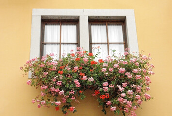Fototapeta na wymiar 窓辺の花