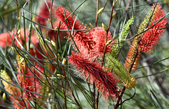 Vibrant red and orange flowers  of the Australian native Mountain Hakea, Hakea grammatophylla, family Proteaceae. Endemic to the Macdonnell Ranges, Northern Territory. Flowers autumn to spring