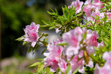 春の陽光のもとに咲くツツジ