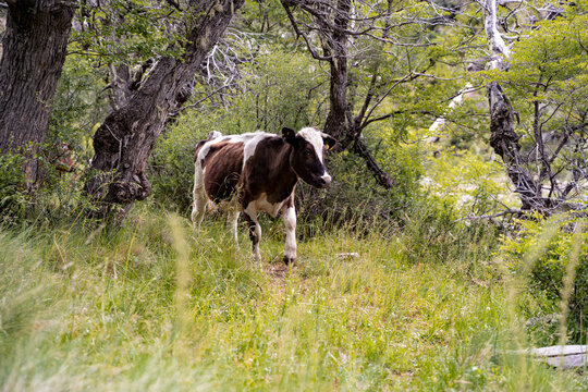 Horizontal shot of a spotted cow in a pasture with trees, Chile