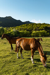 Vertical view of two horses grazing with mountains in the background.