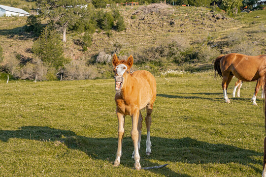 Horizontal view of a baby horse sneezing in a pasture.